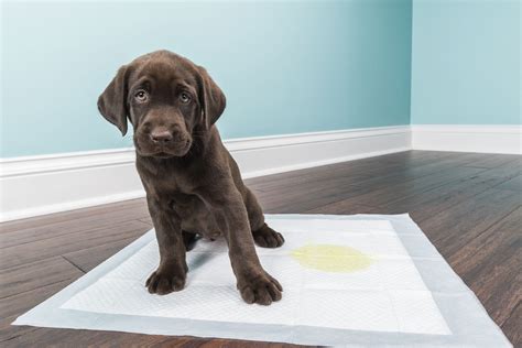 how to potty train a black lab puppy|puppy indoor potty training.